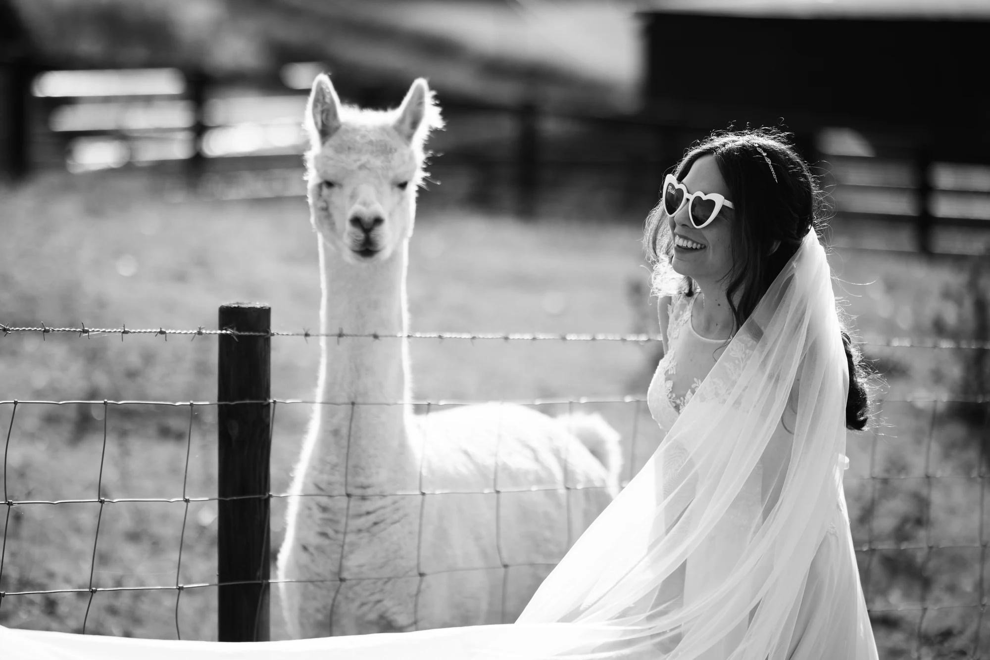 The bride smiling beside an alpaca in a black-and-white wedding photograph